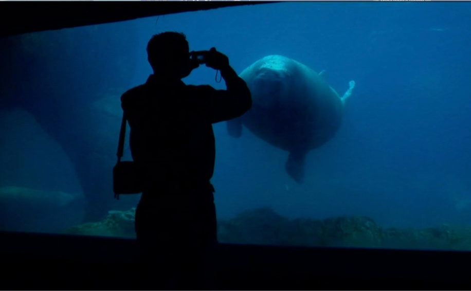 How Aquariums and Conventional Nature Films Greenwash Animal Pain